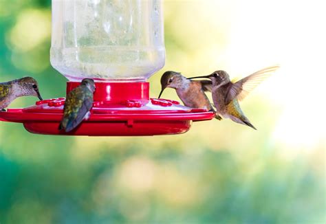 Hummingbird Nectar Recipe | Homemade Hummingbird Nectar