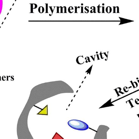 Mar MIP Tutorial 的图像结果