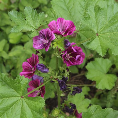 Malva sylvestris