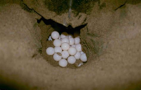 Sea Turtles - Call For The Wild - Animal Education Page