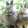Image result for Miniature Rabbit Breed