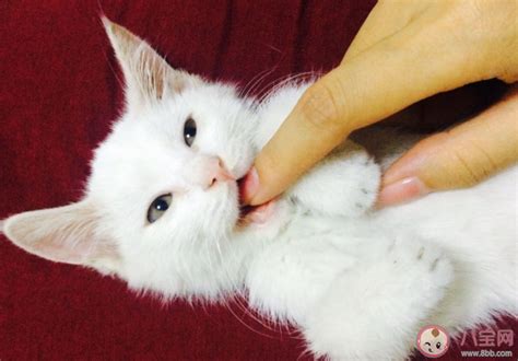 被猫抓伤怎么办 视情况而定是否打疫苗 - 宠物之家