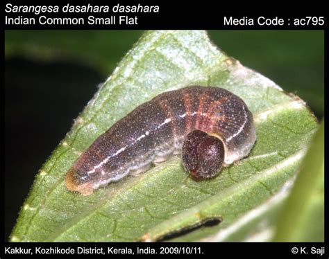 Sarangesa dasahara | Butterfly