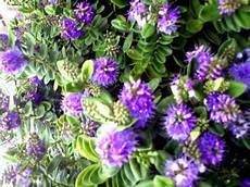 fiori di giardino fiori piante e giardini mondo piante perenni fiori di giardino fiori piante e giardini mondo piante perenni