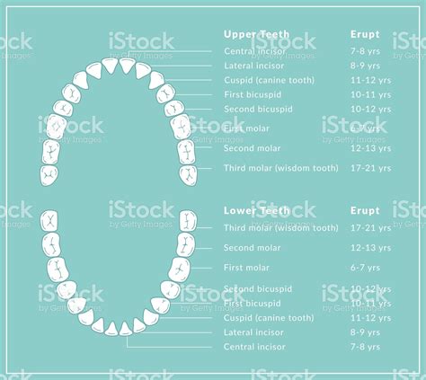 A dental chart diagram showing adult teeth anatomy with detnal names... | Dental cover, Tooth ...