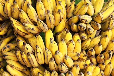 Are Wild Bananas Extinct at Katherine Edmunds blog