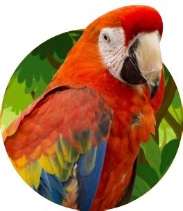 Our Feathered Friends