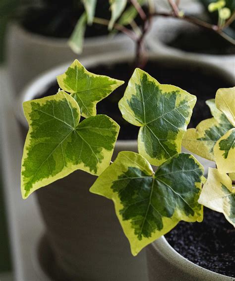 How to grow ivy from cuttings: easy propagation tips | Homes and Gardens