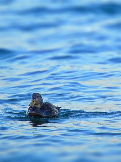 Download wallpaper 2222x2963 duck, bird, water, waves, wet hd background