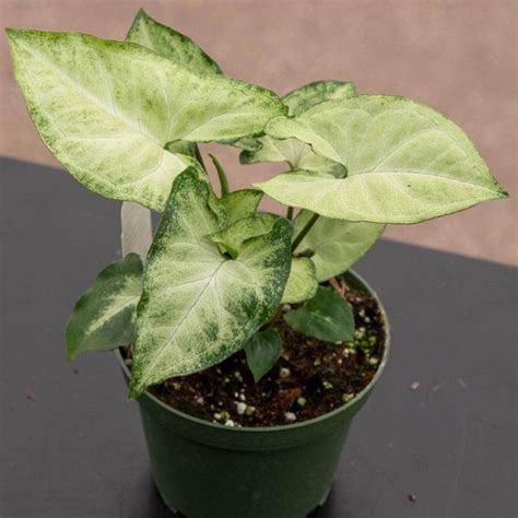 Syngonium White Plant