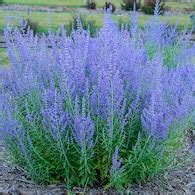 Lavender Perennials at Lowes.com