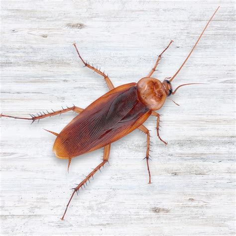 Brown Banded Cockroach