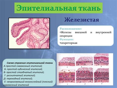 Строение покровной ткани человека таблица | Obrezka.com