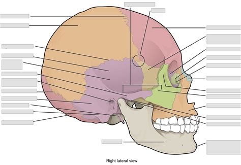 Chapter 7 Axial Skeleton - Anatomy and Physiology Laboratory ... - Worksheets Library