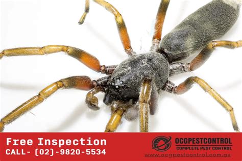 White Tail Spider Bite Day 1