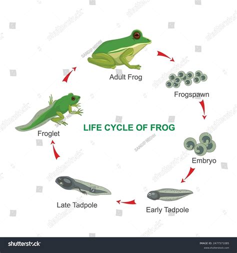 Frog Cycle 的图像结果