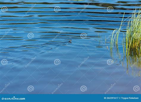 Grass Snake, Natrix Natrix, Swimming in a Lake.. Stock Image - Image of ...