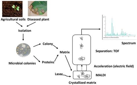 Novel Molecular Techniques for Identifying Agricultural Microorganisms