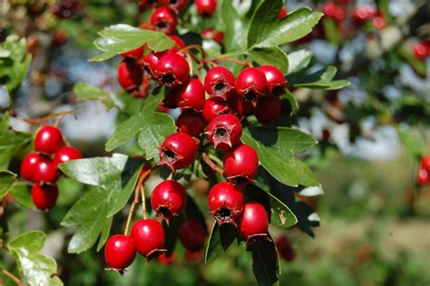 Hawthorn Berries | Choose To Be Healthy