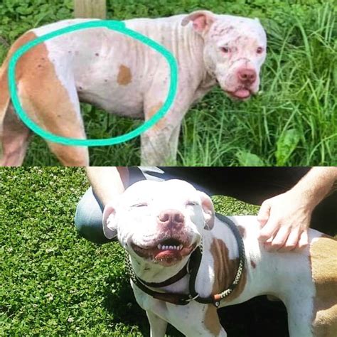 Oliver was found with believed to be BB gun wounds and sores on his ...