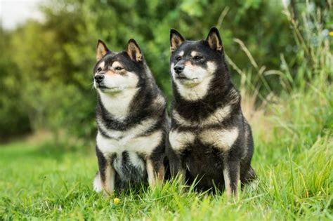Unveiling the Vibrant World of Shiba Inu Colors