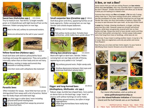 46+ Free Printable Bee Identification Charts [PDF]
