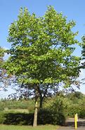 Image result for London Plane Tree