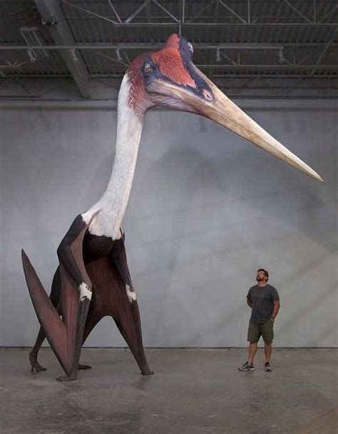 Кетцалькоатль (Quetzalcoatlus): описание, особенности и история открытия