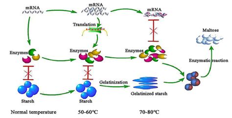 Transcriptomic and Metabolic Profiling of High-Temperature Treated ...