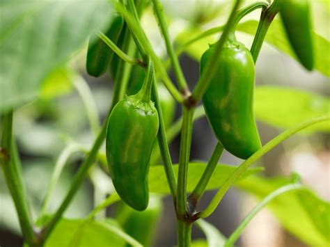 Jalapeño Pepper Plant: Growing And Caring For Jalapeño Peppers ...