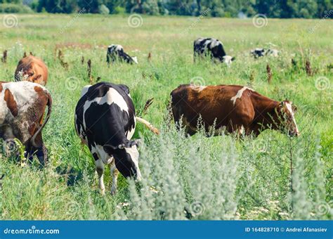 Cows Graze in a Field on Green Grass Stock Photo - Image of landscape ...