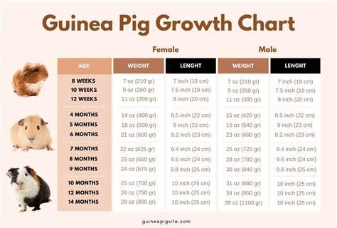 How To Tell What Age A Guinea Pig Is at Michael Backlund blog