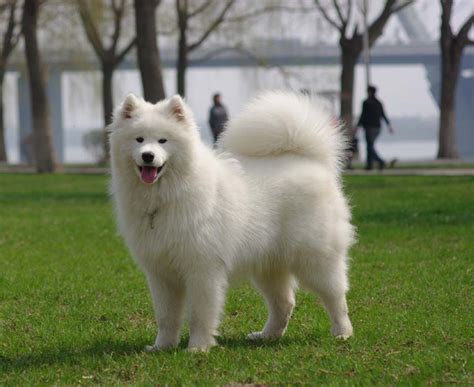 世界十大最萌的宠物狗 世界上十大最可爱的狗-蔚特号