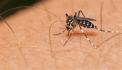 What is Dengue And What are its Symptoms? - lifeberrys.com