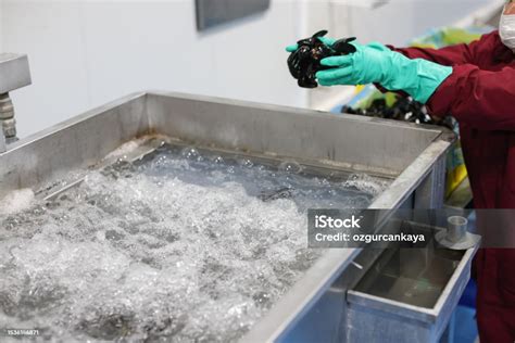 Washing Mussels 的图像结果