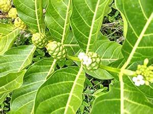 Indiana Indian Mulberry Great morinda Bartundi Morinda citrifolia Hurdi ...