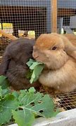 Image result for Too Cute Baby Bunnies Crying