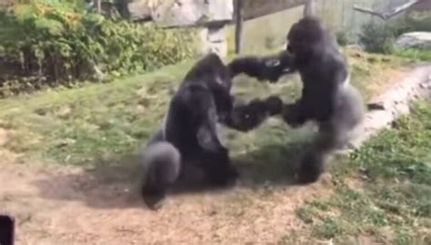 Image result for Gorilla Vs Python Fight