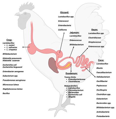 Chicken Digestive System Anatomy