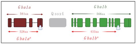 Animal Models for the Study of Gaucher Disease