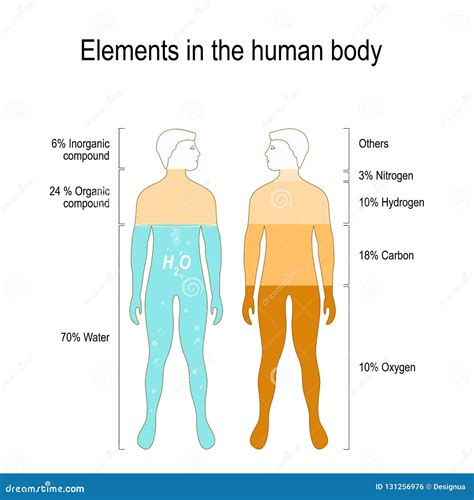 Elements of the Human Body stock vector. Illustration of anatomical - 131256976