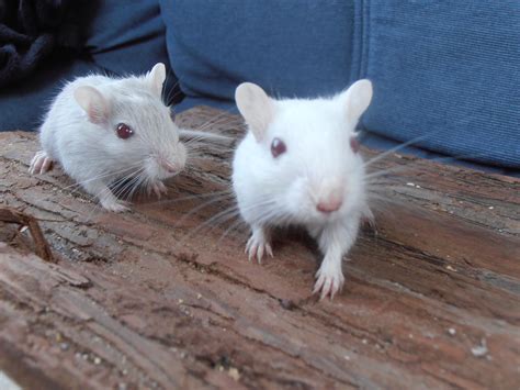 Cute Gerbils – Rodent Zone
