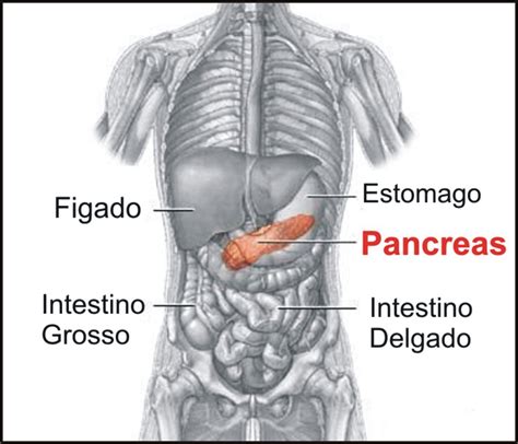 De Que Lado Esta El Pancreas