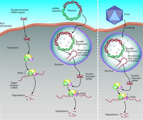 RNA Interference 的图像结果