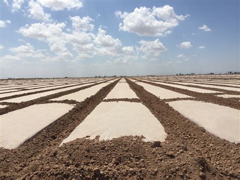 Image result for Soil Solarization Methods