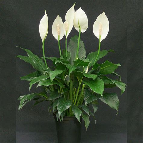 Peace Lily/Spathiphyllum Macrophyllum - Indoor Air-Purifying | Best ...