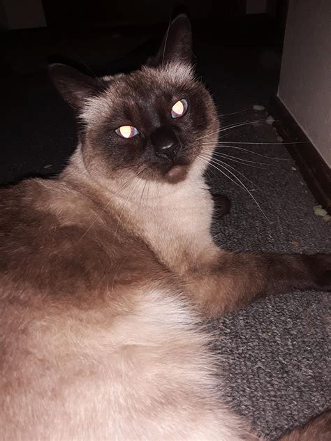 This is my beautiful girl, Peanut! I tried to take some pics of her tonight, she wasn't really ...