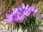 Saffron Seeds - Crocus Sativus – Dharaseeds