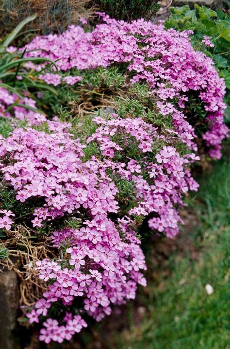 Green Ground Cover With Pink Flowers at Gary Delong blog