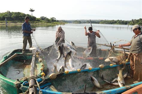 国家扶持的水产养殖模式与2020年水产养殖补贴政策_渔业